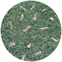 St. James turfgrass aeration and seeding