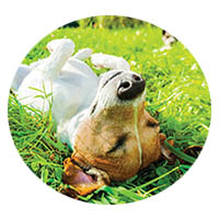 St. James flea and tick control