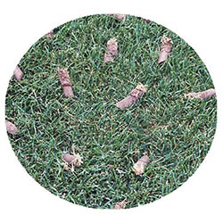 St. James spring touch aeration and seeding