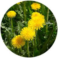 St. James grass weed control